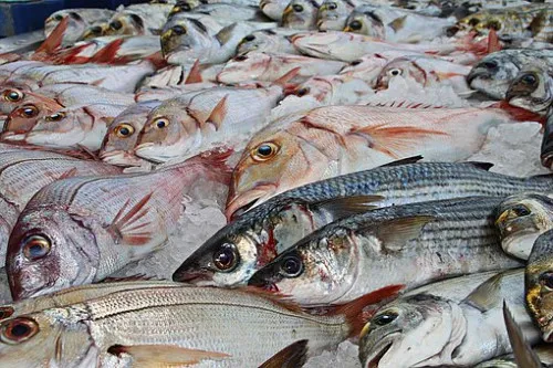 Томская область "вывела из тени" рыбный бизнес, утроив вылов за 10 лет
